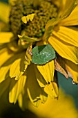 SHIELD BEETLE ON RUDBECKIA