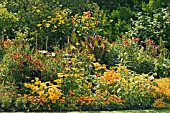 YELLOW AND ORANGE HOT LATE SUMMER BORDER