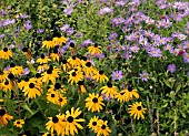 ASTER THOMSONII NANUS IN ASSOCIATION WITH RUDBECKIA FULGIDA VAR. SULLIVANTII GOLDSTURM