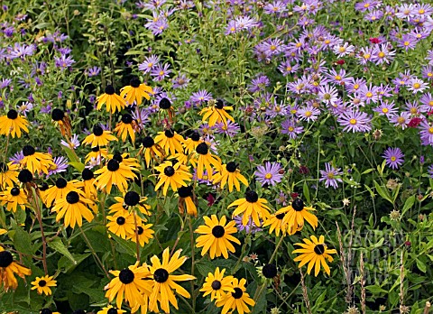 ASTER_THOMSONII_NANUS_IN_ASSOCIATION_WITH_RUDBECKIA_FULGIDA_VAR_SULLIVANTII_GOLDSTURM