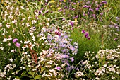 GAURA IN ASSOCIATION WITH ASTER & VERBENA BONARIENSIS