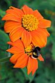 BOMBUS LUCORUM ON TITHONIA ROTUNDIFOLIA TORCH