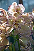 CYMBIDIUM CASTLE OF MEY COOKSBRIDGE JESTER