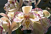 CYMBIDIUM CASTLE OF MEY COOKSBRIDGE JESTER