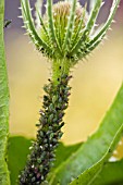 DIPSACUS FULLONUM WITH GREENFLY