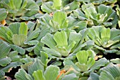 PISTIA STRATIOTES,  WATER LETTUCE