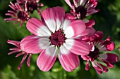 PERICALLIS X HYBRIDA SPRING GLORY