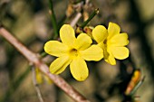 JASMINUM NUDIFLORUM,  WINTER FLOWERING JASMINE