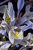 IRIS RETICULATA KATHARINE HODGKIN