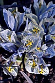 IRIS RETICULATA KATHARINE HODGKIN