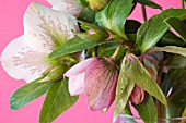 HELLEBORUS X ASHWOOD HYBRID