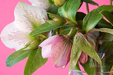 HELLEBORUS_X_ASHWOOD_HYBRID