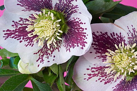 HELLEBORUS_X_ASHWOOD_HYBRID