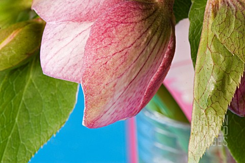 HELLEBORUS_X_ASHWOOD_HYBRID