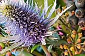 ERYNGIUM OLIVERIANUM