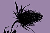 ERYNGIUM X OLIVERIANUM SILHOUETTE ON PURPLE BACKGROUND,  (MANIPULATED)