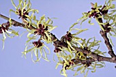 HAMAMELIS MOLLIS FLOWERS