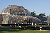 THE PALM HOUSE, KEW GARDENS, DECEMBER