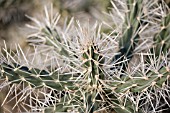 CYLINDROPUNTIA TUNICATA