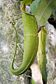 NEPENTHES,  PITCHER PLANT