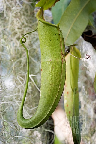NEPENTHES__PITCHER_PLANT