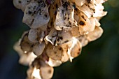 EUCOMIS BICOLOUR,  SEEDHEAD,  PINEAPPLE LILY