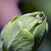 PASSIFLORA CAERULEA BUD,  PASSION FLOWER