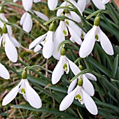 GALANTHUS,  SNOWDROPS