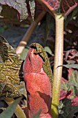 BUD OF RHEUM PALMATUM,  WATER RHUBARB