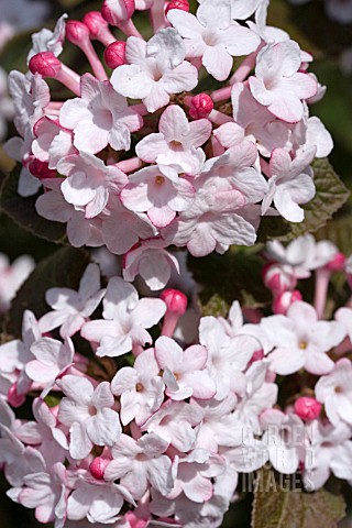 VIBURNUM_CARLESII