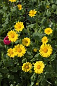 DORONICUM,  LEOPARDS BANE