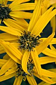 LIGULARIA FLOWERS OVERLAPPING