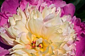 PAEONIA,  PEONY