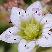 ROSULARIA SEDOIDES VAR. ALBA