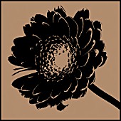 GERBERA SILHOUETTE,  ARTISTIC (MANIPULATED)