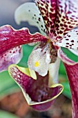 PAPHIOPEDILUM,  ORCHID