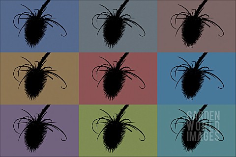 DIPSACUS_FULLONUM__TEASEL__SILHOUETTED__IN_POP_ART_STYLE_MANIPULATED