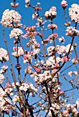 VIBURNUM X BODNANTENSE CHARLES LAMONT