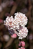 VIBURNUM X BODNANTENSE CHARLES LAMONT