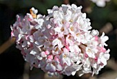 VIBURNUM BODNANTENSE CHARLES LAMONT