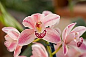 CYMBIDIUM GLENEAGLES COOKSBRIDGE ADVENT