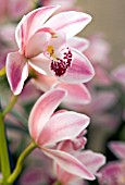 CYMBIDIUM GLENEAGLES COOKSBRIDGE ADVENT