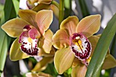 CYMBIDIUM STRATHMORE RAINBOW CHAILEY DELIGHT