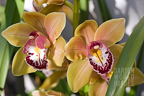 CYMBIDIUM_STRATHMORE_RAINBOW_CHAILEY_DELIGHT