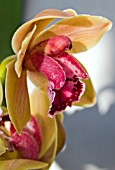 CYMBIDIUM STRATHMORE RAINBOW CHAILEY DELIGHT