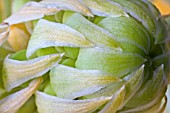 ORNITHOGALUM ARABICUM BUD