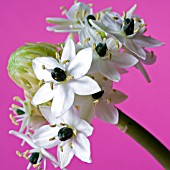 ORNITHOGALUM ARABICUM FLOWERS