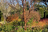 WINTER GARDEN AT CAMBRIDGE BOTANICAL GARDENS,  FEBRUARY