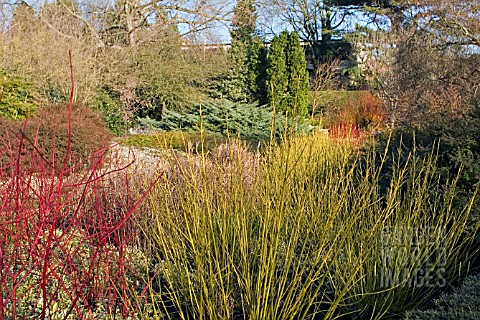 WINTER_GARDEN_AT_CAMBRIDGE_BOTANICAL_GARDENS__FEBRUARY