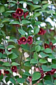 AESCHYNANTHUS TRICOLOR